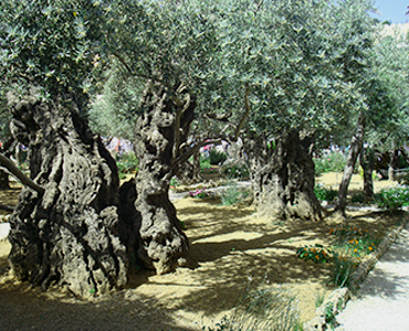 Garden of Gethsemene
